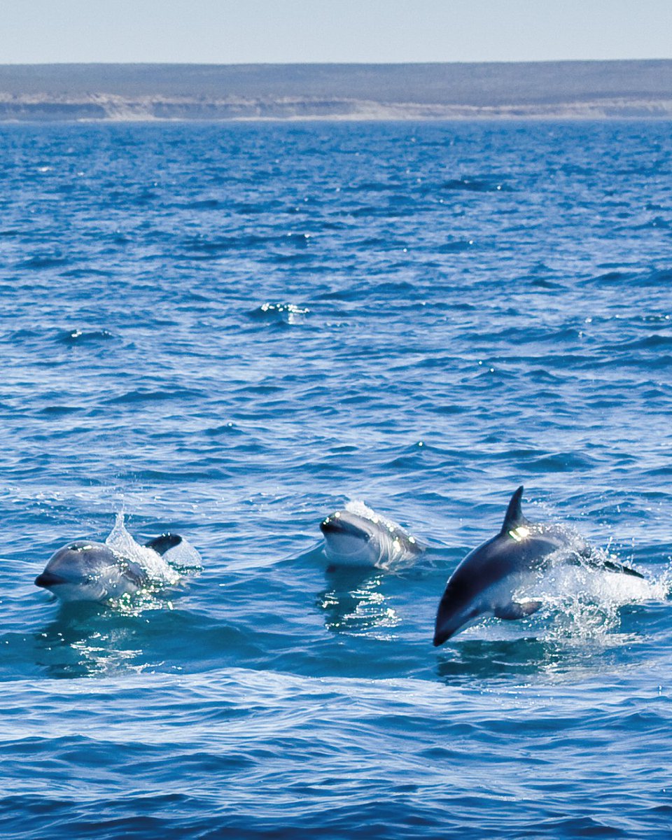 ✨ VIVÍ UNA EXPERIENCIA ÚNICA EN PUERTO MADRYN ✨

De diciembre a abril, los mares patagónicos se convierten en el escenario de un espectáculo inolvidable: el avistaje de delfines oscuros en su hábitat natural. 🐬💙

Navegamos a bordo de un semirrígido, recorriendo la costa de