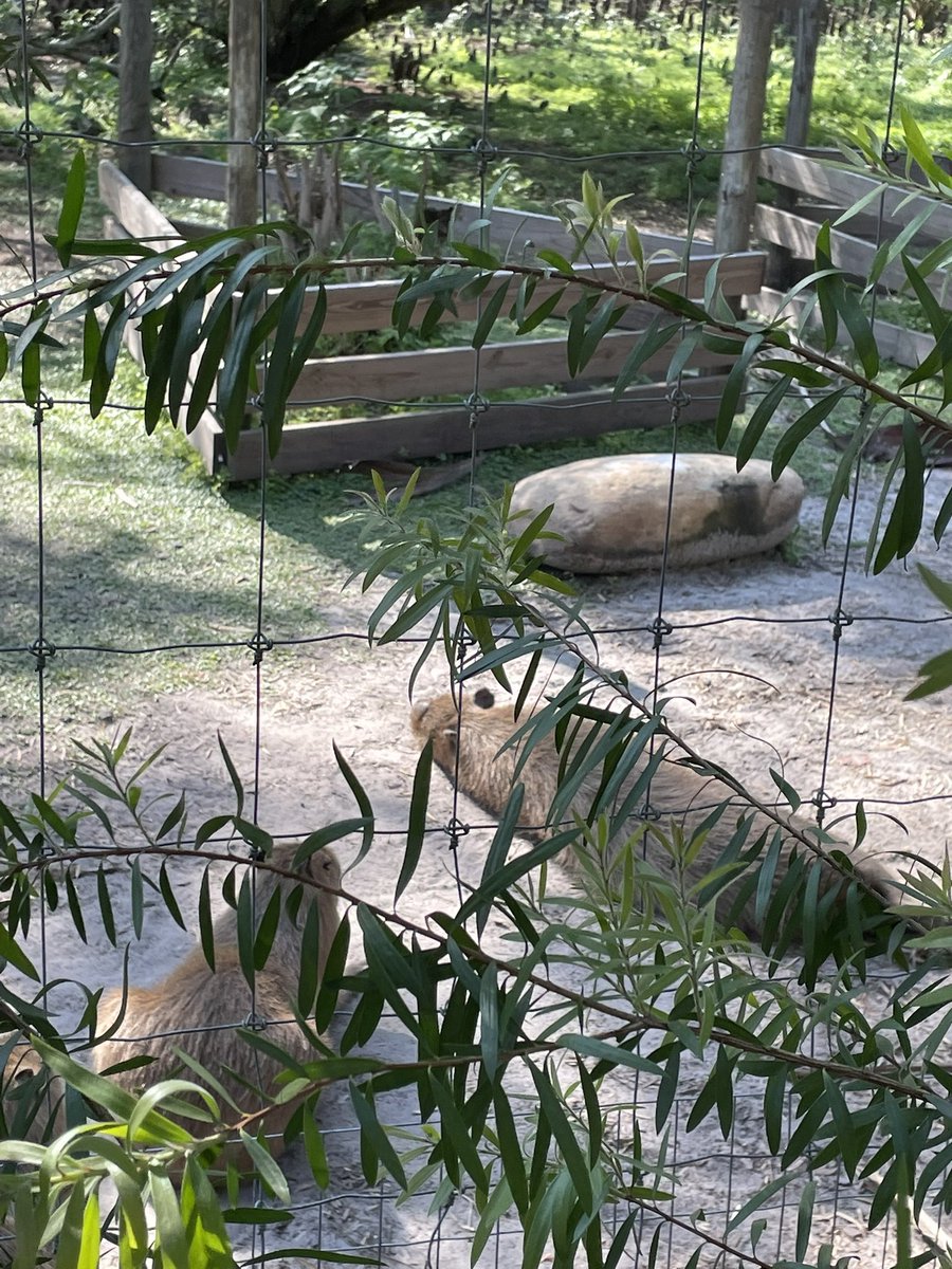 Some miscellaneous pictures from various Disney hotels and also a wildlife park life park down here in Florida for you. :) onlyfans.com/1587694603/shr…