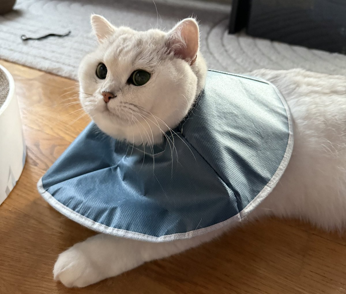 At the vet for the 5th time this year… 
2025 is kicking both me and my cats butts😭
How has your year been so far?