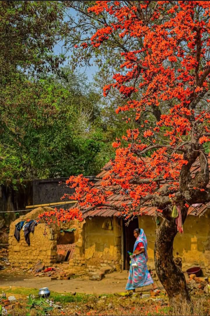 PratibhaPriyad3's tweet photo. शास्त्रीय उल्लेख:
"यज्ञियः किंशुकः प्रोक्तो यज्ञभागप्रदायकः"
—(महाभारत,वनपर्व)
अर्थात् पलाश को यज्ञों में पवित्र माना गया है और यह यज्ञभाग का प्रदाता है।

आयुर्वेद में उपयोग:
नारंगी पलाश को रक्तशुद्धि और त्वचा विकारों में उपयोगी माना गया है। इसका रस और काढ़ा शरीर में ऊर्जा का

6/ https://t.co/ZkJTE1Dgnr