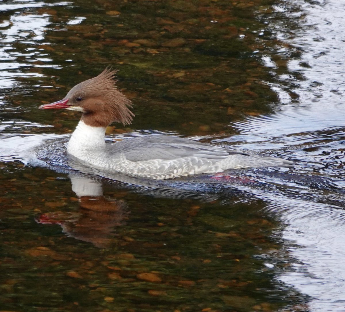 Mark following nature (@purm) on Twitter photo Otley today
Redwing at Gallows Hill, Grey Wagtail and Goosander pair on the Wharfe
<a href="/WildaboutOtley/">Wildlife Friendly Otley WildaboutOtley.bsky.social</a> <a href="/BradfordNature/">Bradford Nature</a> Otley today
Redwing at Gallows Hill, Grey Wagtail and Goosander pair on the Wharfe
<a href="/WildaboutOtley/">Wildlife Friendly Otley WildaboutOtley.bsky.social</a> <a href="/BradfordNature/">Bradford Nature</a>