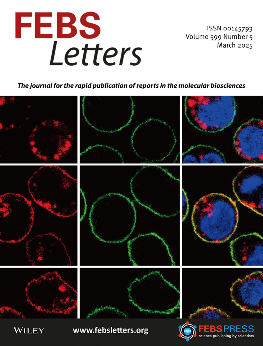 FEBS_Letters's tweet image. 🔔  The March issue of FEBS Letters is now online!

👨‍🔬  Editor's choice: Vertebrate TMEM63B works as a lipid scramblase 
🖊️  Review: A guide for #bloodbrainbarrier models
🖼️  On the cover: Confocal micrographs showing mCherry signals, from Miyata et al.

➡️…