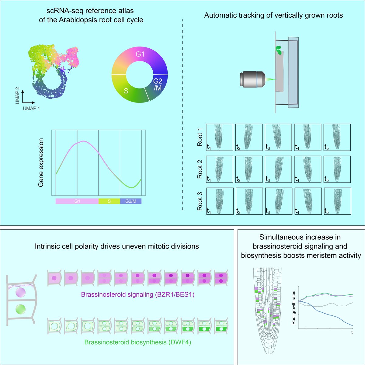 jenny russinova.bsky. social (@jennyrussinova) on Twitter photo 🌱 When a root cell undergoes symmetric division, are the resulting daughter cells identical? Using live-cell imaging and scRNA seq we discovered a new cell state with uneven BR activity. <a href="/TNPlantBio/">Trevor Nolan</a> <a href="/NemanjaVukas/">Nemanja Vukašinović</a> <a href="/CheweiHsu16/">Chewei Hsu</a> Read our full paper in Cell doi.org/10.1016/j.cell… 🌱 When a root cell undergoes symmetric division, are the resulting daughter cells identical? Using live-cell imaging and scRNA seq we discovered a new cell state with uneven BR activity. <a href="/TNPlantBio/">Trevor Nolan</a> <a href="/NemanjaVukas/">Nemanja Vukašinović</a> <a href="/CheweiHsu16/">Chewei Hsu</a> Read our full paper in Cell doi.org/10.1016/j.cell…