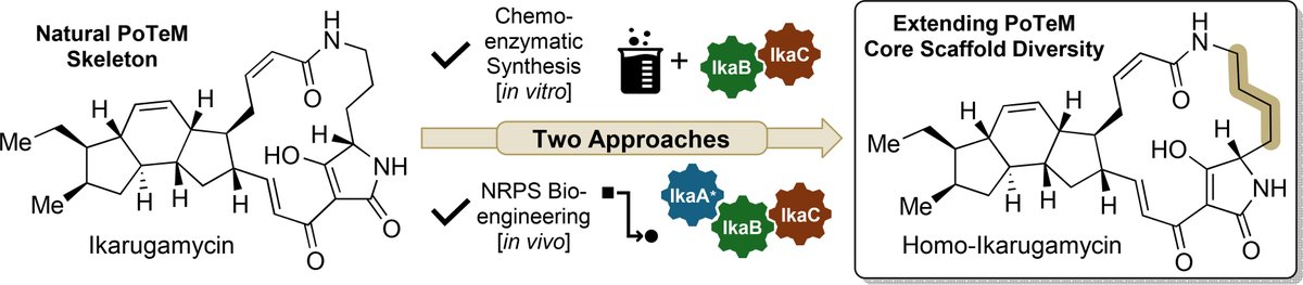 Angewandte Chemie (@angew_chem) on Twitter photo Expanding Polycyclic Tetramate Macrolactam (PoTeM) Core Structure Diversity by Chemo-Enzymatic Synthesis and Bioengineering (Tobias A. M. Gulder and co-workers) <a href="/ManuEinsiedler/">Manuel Einsiedler</a> <a href="/sschneider_lab/">Sabine Schneider</a> <a href="/techbiodd/">TAMGulderLab_TechBioDD</a> <a href="/Helmholtz_HIPS/">Antibiotikaforschung (inaktiv)</a> <a href="/Helmholtz_HZI/">Helmholtz-Zentrum für Infektionsforschung –inaktiv</a> #openaccess 🔓onlinelibrary.wiley.com/doi/10.1002/an… Expanding Polycyclic Tetramate Macrolactam (PoTeM) Core Structure Diversity by Chemo-Enzymatic Synthesis and Bioengineering (Tobias A. M. Gulder and co-workers) <a href="/ManuEinsiedler/">Manuel Einsiedler</a> <a href="/sschneider_lab/">Sabine Schneider</a> <a href="/techbiodd/">TAMGulderLab_TechBioDD</a> <a href="/Helmholtz_HIPS/">Antibiotikaforschung (inaktiv)</a> <a href="/Helmholtz_HZI/">Helmholtz-Zentrum für Infektionsforschung –inaktiv</a> #openaccess 🔓onlinelibrary.wiley.com/doi/10.1002/an…
