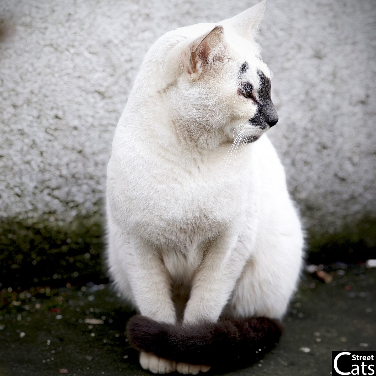 This cat has unlocked peak wisdom. 🧘‍♂️ Just observing, never stressing.
📺 More cat moods here: youtube.com/@DiscoverStree…
#cats #funnycats #zenmode #catlife #whitecat