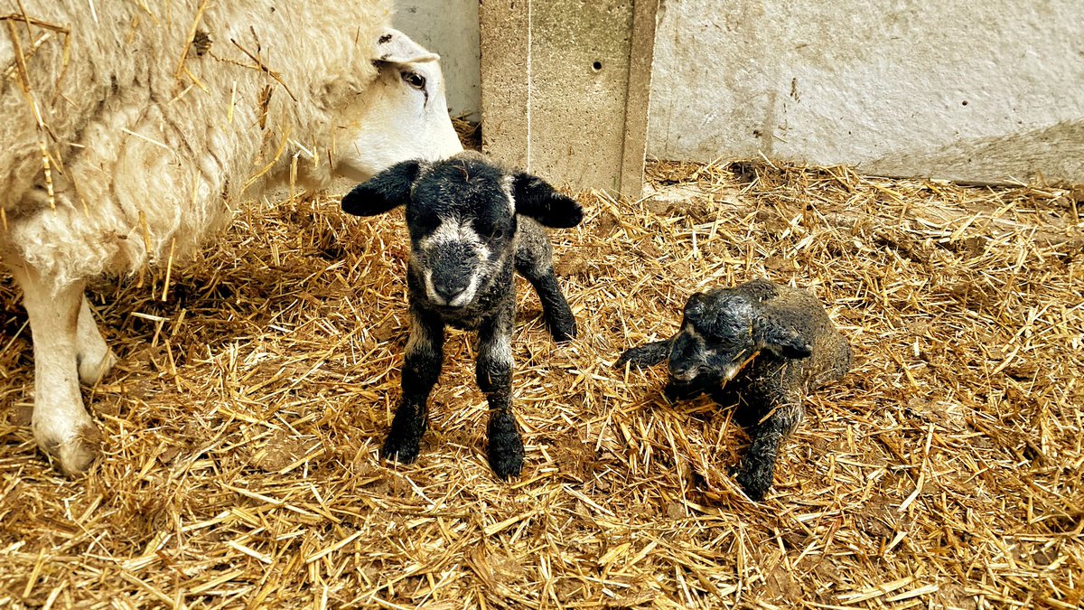 First two of the morning and wasn’t expecting two lovely little black lambs to appear. 🤓