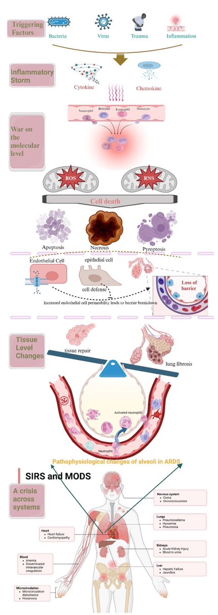 hardik4u24's tweet image. 🔥ARDS: From a Cytokine Storm to Organ Failure🔥

Inflammation, oxidative stress &amp;amp; barrier breakdown→ SIRS &amp;amp; MODS

How does it unfold at molecular, cellular &amp;amp; organ levels?🫁

🔗doi.org/10.1186/s12931… 🆕

#CriticalCare #ARDS #PulmonaryMedicine #Nephrology #Inflammation #MODS