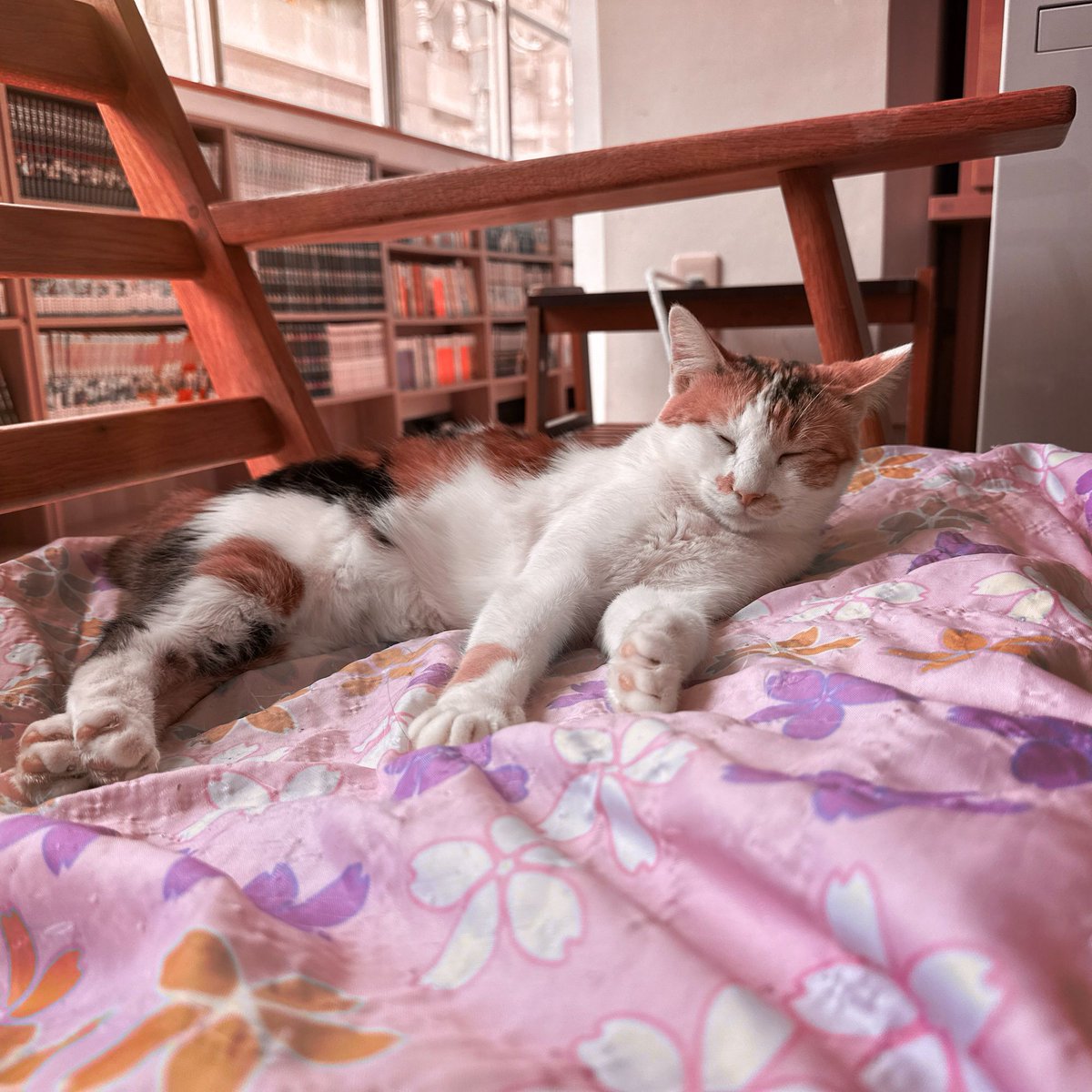 obi_wan_eclipse's tweet image. #Hipstamatic #AuroraNCL #Indio #猫式 #猫 #cat #ShotoniPhone #ねこ #保護猫 #猫カフェ