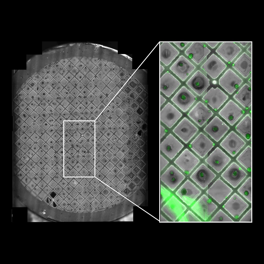 Hear from experts at <a href="/embl/">EMBL</a> about the latest cryo-CLEM techniques, Cryo-EM, sub-tomogram averaging, 3D volume imaging &amp; applications in research. Learn more in our free on-demand webinar, "From Bench to Beam."  Watch now: fcld.ly/hefi6t9 #CryoCLEM #StructuralBiology #EMBL