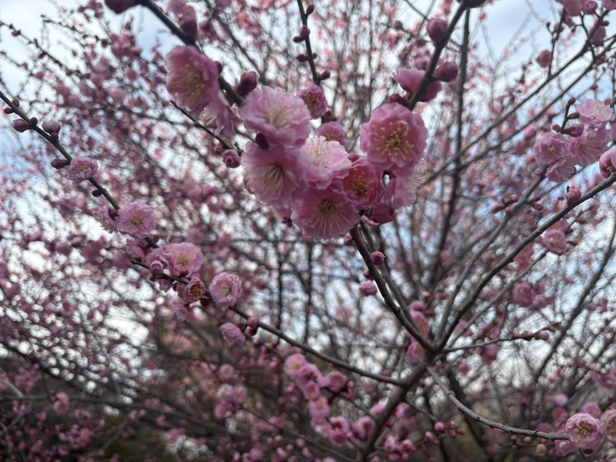 春がそこまできてる🌸
梅の花がキレイでした🥰
この色味がとても好きです！ピンクは愛情、癒し、優しさを与えてくれるんです！ホッコリしますね☺️感情コントロールして引き寄せちゃお💕