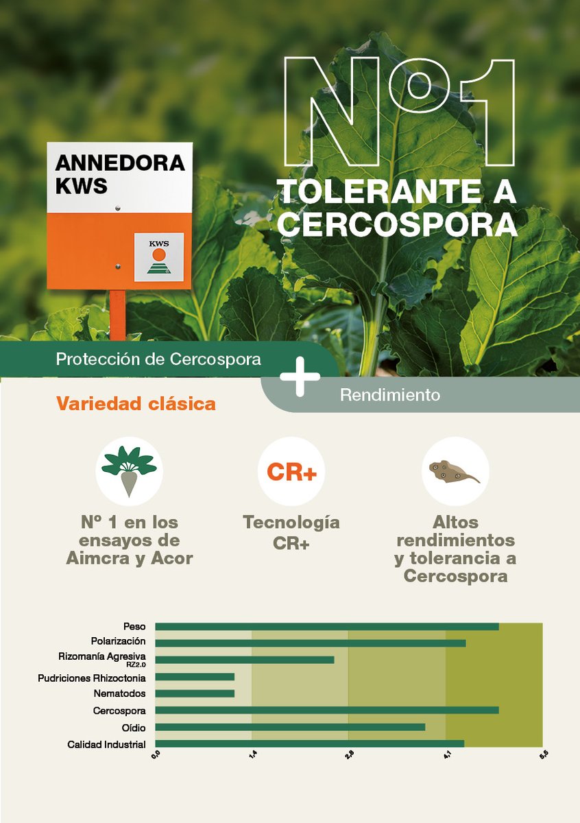 ANNEDORA KWS. Nuestra variedad de #remolacha con alta tolerancia a Cercospora y los mejores rendimientos en terrenos sanos sin nematodos. ¡La Nº 1 en Aimcra en el reagrupamiento de los 2 últimos años! 🌱

#KWSEspaña  #sembrandoelfuturo