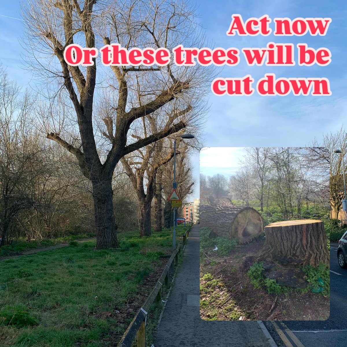 Don't allow these trees to be felled!
We need 5min of your time to help! 54 trees on #woolwichcommon - a conservation area - are to be cut down if a planning application gets approval. Object online &amp; read more &gt; friendsofwoolwichcommon.org.uk/save-trees/
#greenspaces #woolwich #greenwich