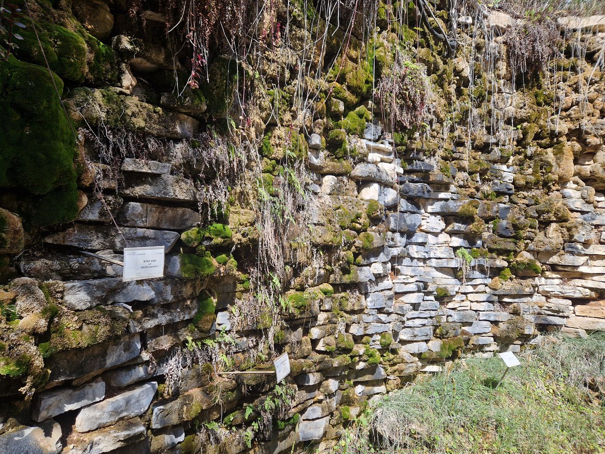 Für den Moos-Mann <a href="/ReskiLab/">Ralf Reski 🇩🇪🇪🇺</a> habe ich an der Hebräischen Universität Jerusalem mal die Moos-Wände fotografiert.