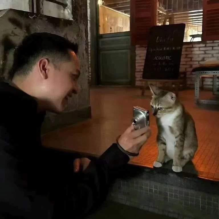 translated cats tweet media