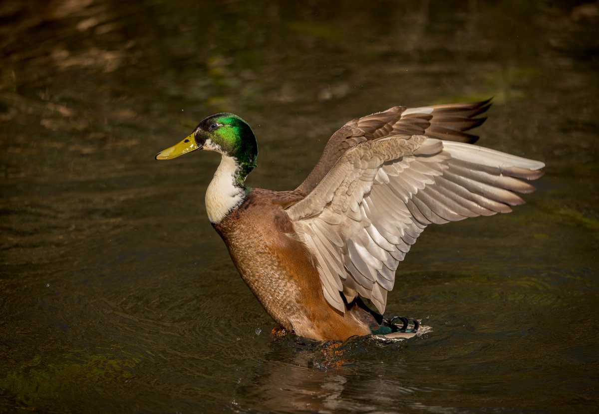 Morning All 👋 It's Monday and that means it's #MallardMonday ~ took this one last week on a wander around Forest Farm Nature Reserve ~ Cardiff #TeamMM
#TwitterNatureCommunity #twitternaturephotography <a href="/RSPBCymru/">RSPB Cymru</a> <a href="/Natures_Voice/">RSPB</a> #NatureTherapy