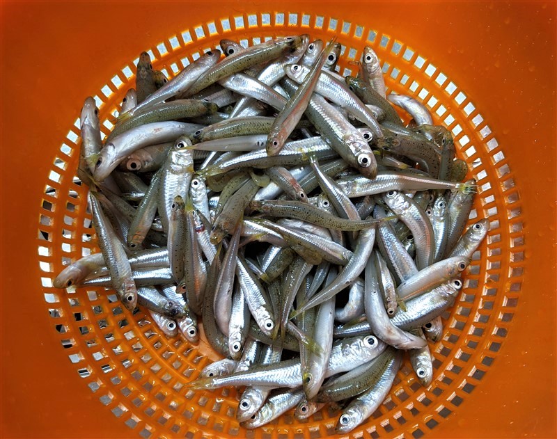 Sagra del lattarino 2025 a Marta (VT)
meteomarta.altervista.org/portale/sagra-…