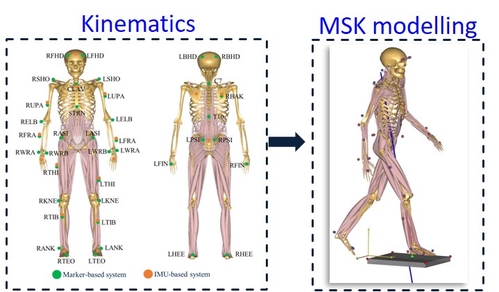 Upcoming webcast: Using Musculoskeletal Models for Fracture Risk Prediction

anybodytech.com/events/