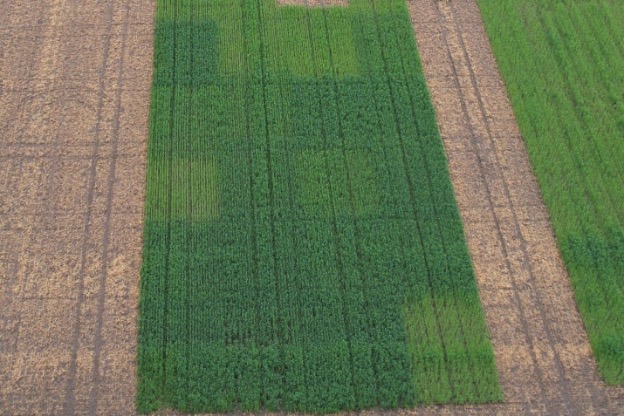 SoybeanResearchInfoNetwork (@soyresearchinfo) on Twitter photo A <a href="/badgerbean/">Shawn Conley</a> research team conducted 3 cover crop trials for termination timing, soybean maturity groups, added nitrogen and biologicals, through a project with <a href="/WISoyCheckoff/">Wisconsin Soybean Marketing Board</a>. #USSoy bit.ly/3FkpWE4 A <a href="/badgerbean/">Shawn Conley</a> research team conducted 3 cover crop trials for termination timing, soybean maturity groups, added nitrogen and biologicals, through a project with <a href="/WISoyCheckoff/">Wisconsin Soybean Marketing Board</a>. #USSoy bit.ly/3FkpWE4