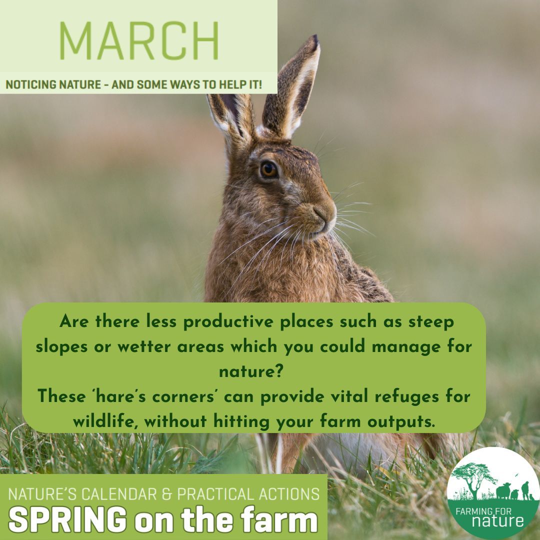 Farming For Nature (@farmfornature) on Twitter photo Speaking of! There is new funding available to fund a 'Hare's Corner' on your land!
More details from <a href="/BurrenbeoTrust/">Burrenbeo Trust</a> 🔗 buff.ly/bahCruB
Where small areas of land can be taken out of intensive production, they should be managed extensively (and not fertilised) Speaking of! There is new funding available to fund a 'Hare's Corner' on your land!
More details from <a href="/BurrenbeoTrust/">Burrenbeo Trust</a> 🔗 buff.ly/bahCruB
Where small areas of land can be taken out of intensive production, they should be managed extensively (and not fertilised)