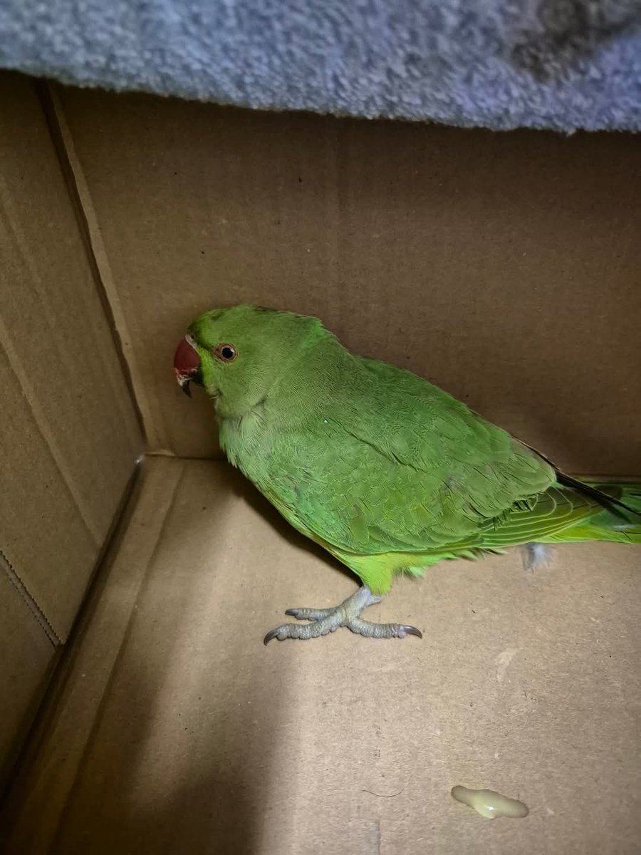 marie_kate2's tweet photo. FOUND #Sheffiel #S3 #Parrot. Contact 0114 242 1929 option 2. https://t.co/jM09dfQfGz