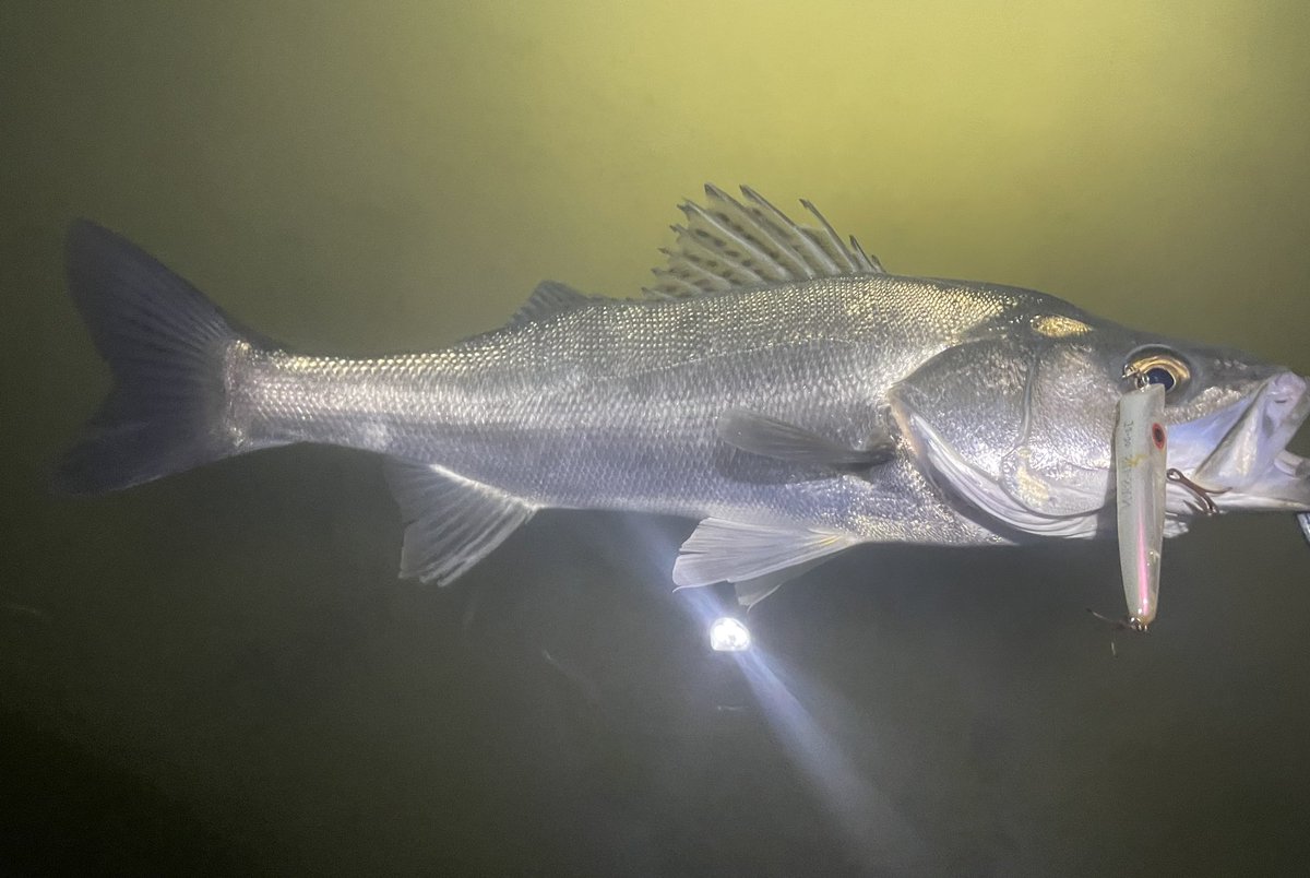 ウラシク 『スーサン様 確認』 ウラシク 『スーサン様 確認』 ウラシク