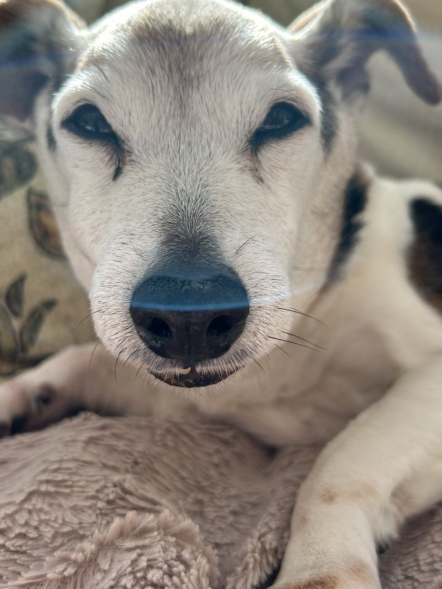 Alex 😊🐾🐾 tweet media