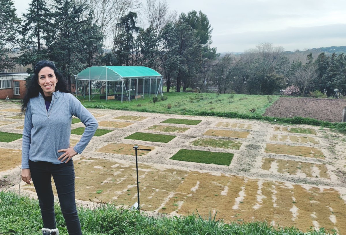 Lorena Parra (@loparbo) on Twitter photo 🌍 On #IWD #8M, we celebrate the role of women in science towards a sustainable future. In our experimental plots at <a href="/etsiaab/">ETSIAAB / #AlimentaElFuturo</a>, we test drought-resistant C4 turfgrasses to create greener landscapes with less water in collaboration with <a href="/midra_i/">iMIDRA</a>.
💜🌱 #WomenInSTEM #Sustainability 🌍 On #IWD #8M, we celebrate the role of women in science towards a sustainable future. In our experimental plots at <a href="/etsiaab/">ETSIAAB / #AlimentaElFuturo</a>, we test drought-resistant C4 turfgrasses to create greener landscapes with less water in collaboration with <a href="/midra_i/">iMIDRA</a>.
💜🌱 #WomenInSTEM #Sustainability