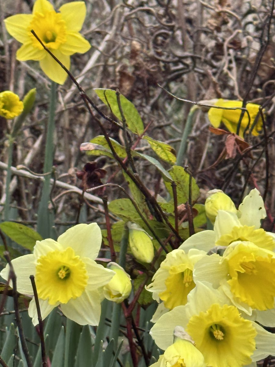 It took ages for them to get there but after a bit of sunshine at the weekend the daffodils in the garden are finally in bloom
