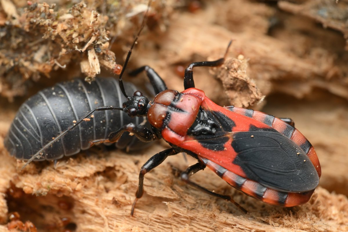 MERUSU's tweet photo. こっちはmixi2で公開済なので選外 #photography #bugphoto #bugphotography #AssassinBug #アカシマサシガメ https://t.co/J8bLXdoEDM