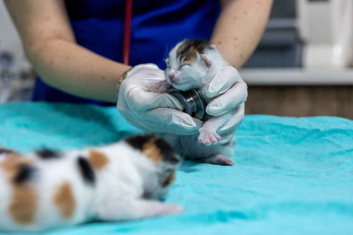 Mersin’de bir camide doğum yapan kedi, camiden çıkarılmasının ardından belediye ekipleri tarafından sahiplenildi. 

Veteriner kontrolünden geçirilen anne kedi ve yavrularının sağlık durumları iyi. 

📌Sevimli aile artık Mersin Büyükşehir Belediyesi’nin koruması altında!