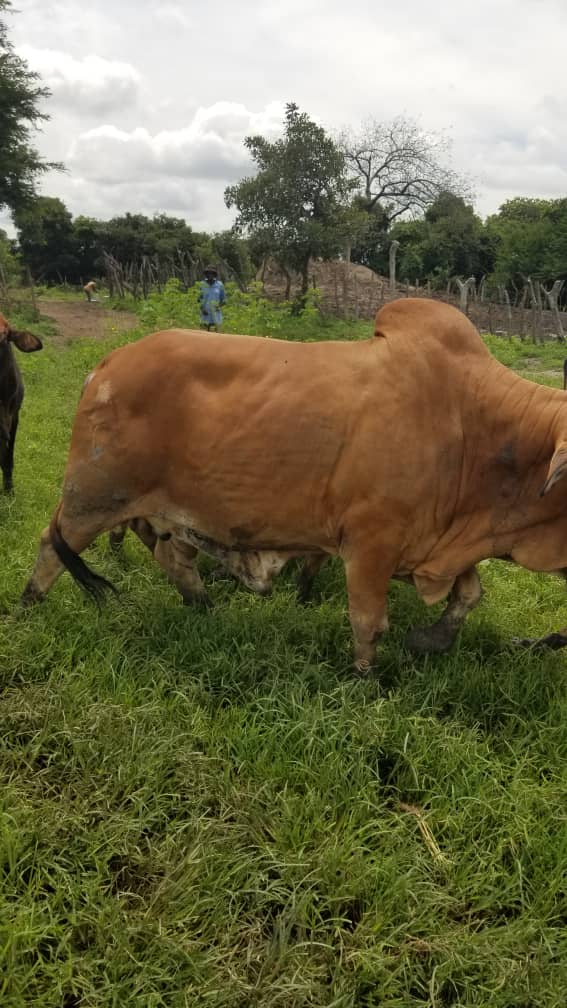 KateleJ's tweet image. Hello guys,
I have this beautiful animal for sale.
The price is 65 kwacha per KG.
For more details please feel free to reach me on:
0760625290
0976335787.
@tonytheegoon @YUNG__CITY @Simon_Anjekar .
Please help retweet the buyer could be on your TL.