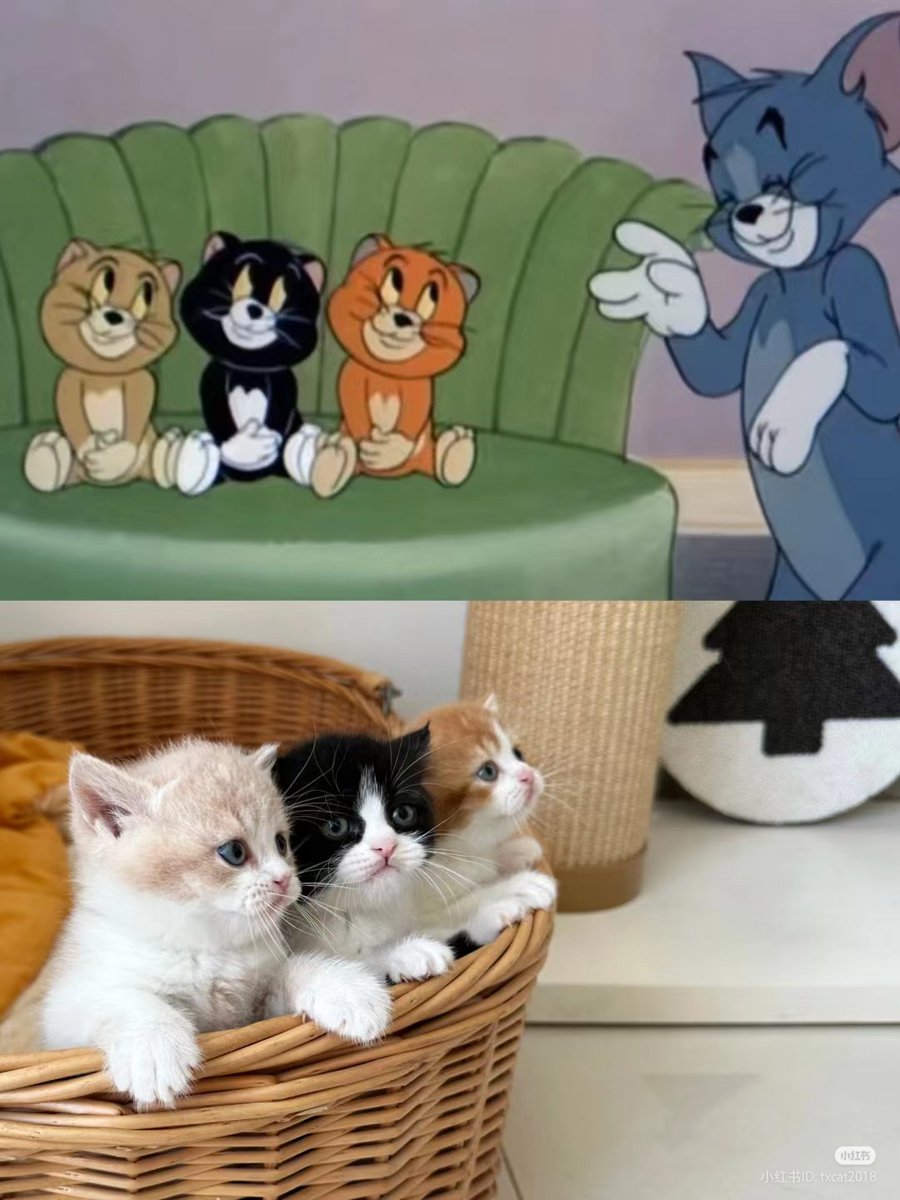 TheCatsX's tweet image. Babies