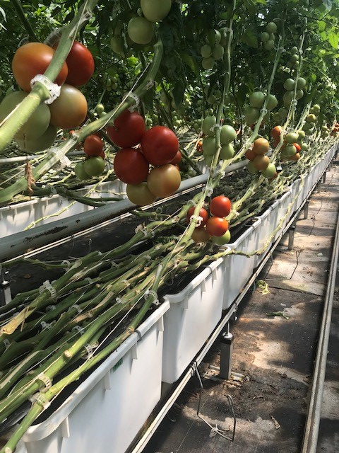 A.M.A. Horticulture Inc. tweet media