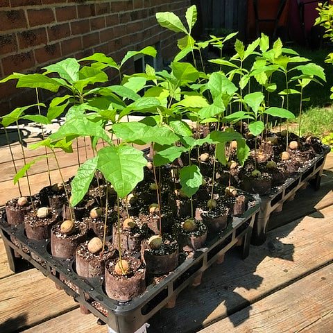 A.M.A. Horticulture Inc. (@amahort) on Twitter photo You can find #greenhouse, #horticulture, #agriculture supplies Made, Produced, Assembled in Canada, USA, Netherlands, Belgium, Germany, Estonia, Portugal, Spain, Philippines, Sri Lanka & UK here at A.M.A. We ship across Canada & USA & <a href="/alsflowerpouch/">alsflowerpouch</a> across much of the world. You can find #greenhouse, #horticulture, #agriculture supplies Made, Produced, Assembled in Canada, USA, Netherlands, Belgium, Germany, Estonia, Portugal, Spain, Philippines, Sri Lanka & UK here at A.M.A. We ship across Canada & USA & <a href="/alsflowerpouch/">alsflowerpouch</a> across much of the world.