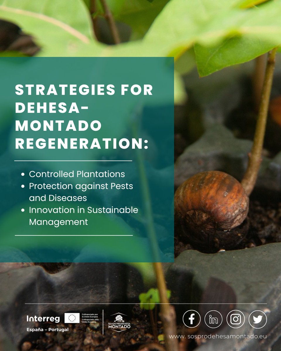 sosprodehesa's tweet image. 🌳 Forest regeneration, key to the future of the dehesa and the montado
💡Read more: sosprodehesamontado.eu/?p=2129&lang=en
📢 Relive all the presentations on the conference website! 👉 congresodehesamontado.com