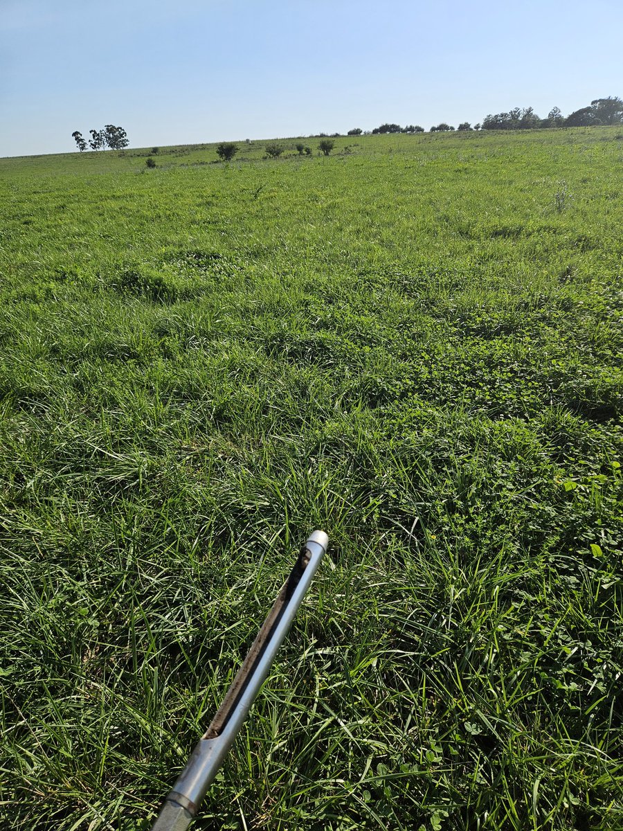 El holando...que holando!.