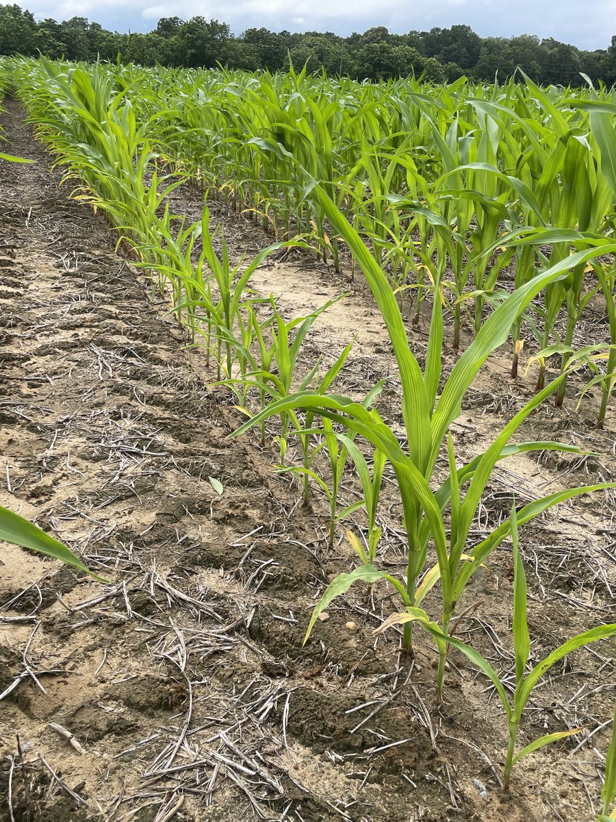 Ed Sikora (@alabamaed) on Twitter photo NEMATODE MONDAY: Symptoms of Stubby-root nematode damage on corn include stunting of plants and yellowing  of leaves. Symptoms will often appear in streaks or patches in a field. Stubby root has a wide host range making crop rotation ineffective for control #Nematode #SOM NEMATODE MONDAY: Symptoms of Stubby-root nematode damage on corn include stunting of plants and yellowing  of leaves. Symptoms will often appear in streaks or patches in a field. Stubby root has a wide host range making crop rotation ineffective for control #Nematode #SOM