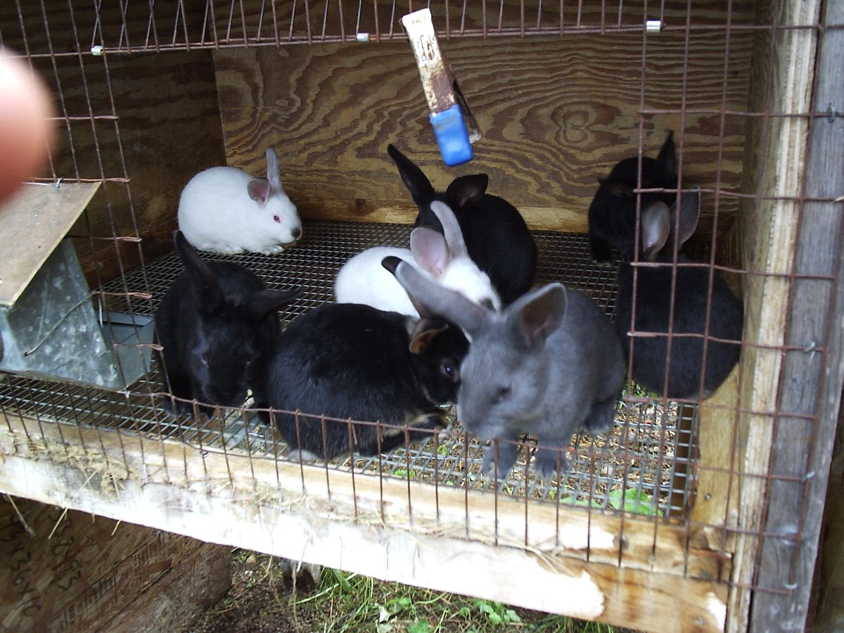 SUNDAY-MICHAEL🐷🐰🦮🐕🦺🐖🐐🦬🐂 (@landlordnxt77) on Twitter photo RABBIT FARMING: A PROFITABLE AND SUSTAINABLE AGRIBUSINESS!
Looking for a low-investment, high-profit livestock business? Rabbit farming is an excellent choice! It requires little space, grows quickly, and provides multiple income opportunities. RABBIT FARMING: A PROFITABLE AND SUSTAINABLE AGRIBUSINESS!
Looking for a low-investment, high-profit livestock business? Rabbit farming is an excellent choice! It requires little space, grows quickly, and provides multiple income opportunities.