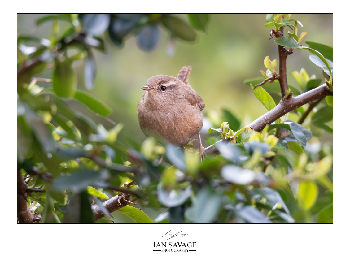 Just a little Wren in the garden