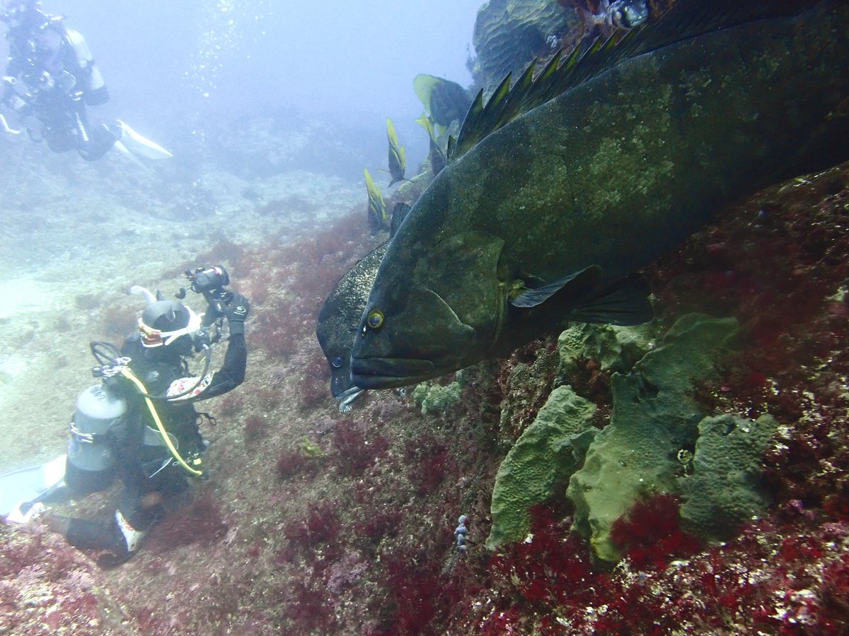 週末のダイビング。
写真に夢中になっている私と、私を凝視する巨大モロコ👀
