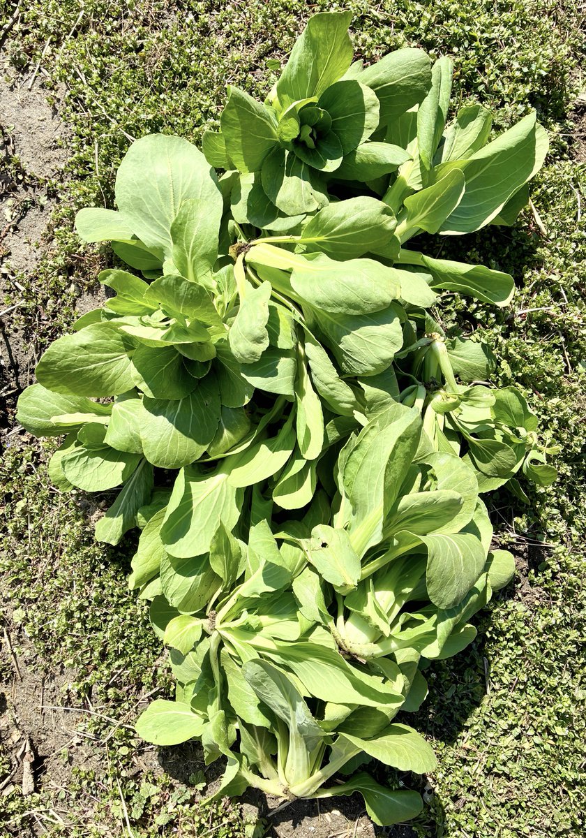今日の収穫です・その１
チンゲンサイです🥬
自分史上最高にとれました❗️