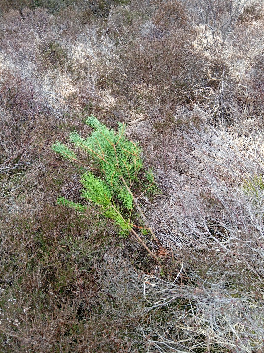 Prynhawn da pawb.
Out at Llyn Llech Owain Country Park with our amazing conservation volunteers pulling Lodgepole pine saplings and Rhodedendron