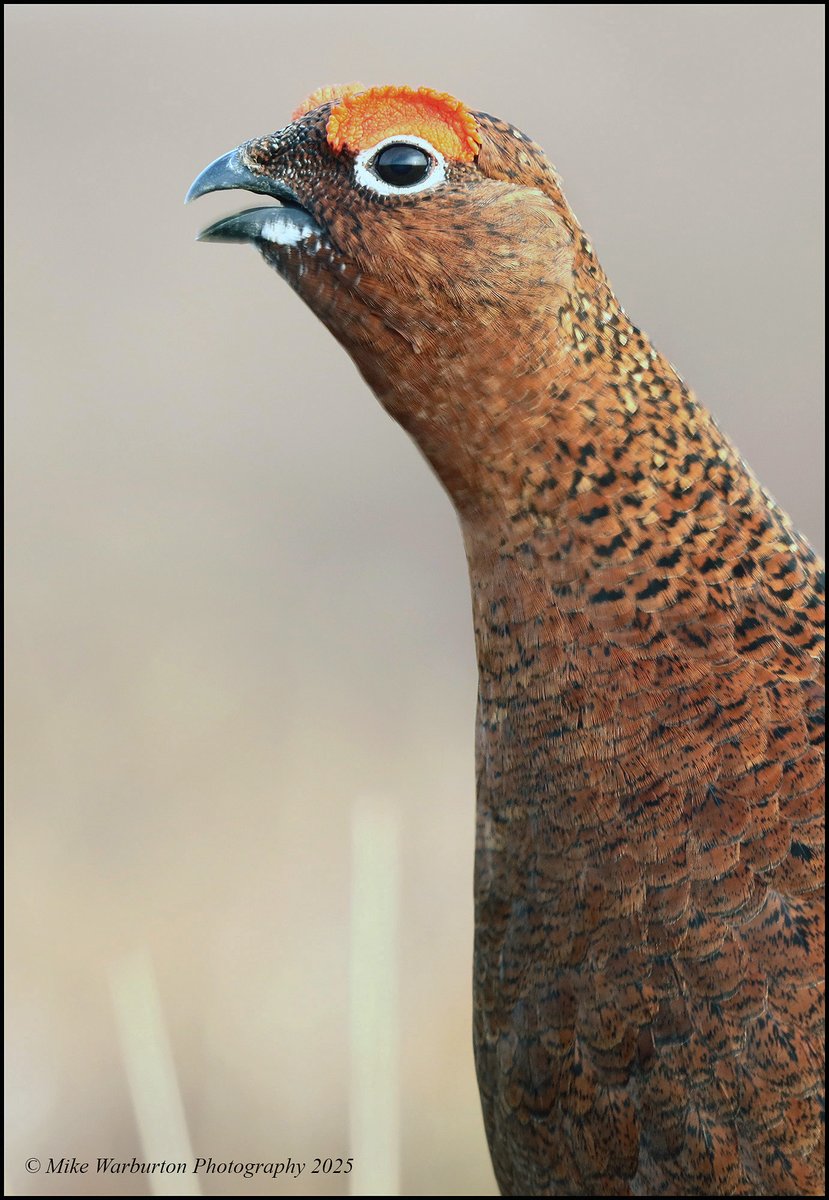 Mike Warburton (@_mikewarburton) on Twitter photo Male #RedGrouse in the #BannauBrycheiniog yesterday morning. #Wales #birds #wildlife #nature <a href="/BannauB/">Bannau Brycheiniog (Brecon Beacons) National Park</a> <a href="/Natures_Voice/">RSPB</a> <a href="/RSPBCymru/">RSPB Cymru</a> <a href="/CanonUKandIE/">Canon UK and Ireland</a> <a href="/_BTO/">BTO</a> <a href="/WildlifeMag/">BBC Wildlife</a> <a href="/BBCSpringwatch/">BBC Springwatch</a> #BreconBeacons #moorland #mountain <a href="/NatGeo/">National Geographic</a> <a href="/NatGeoPhotos/">Nat Geo Photography</a> #gamebird <a href="/WildlifeTrusts/">The Wildlife Trusts</a> Male #RedGrouse in the #BannauBrycheiniog yesterday morning. #Wales #birds #wildlife #nature <a href="/BannauB/">Bannau Brycheiniog (Brecon Beacons) National Park</a> <a href="/Natures_Voice/">RSPB</a> <a href="/RSPBCymru/">RSPB Cymru</a> <a href="/CanonUKandIE/">Canon UK and Ireland</a> <a href="/_BTO/">BTO</a> <a href="/WildlifeMag/">BBC Wildlife</a> <a href="/BBCSpringwatch/">BBC Springwatch</a> #BreconBeacons #moorland #mountain <a href="/NatGeo/">National Geographic</a> <a href="/NatGeoPhotos/">Nat Geo Photography</a> #gamebird <a href="/WildlifeTrusts/">The Wildlife Trusts</a>