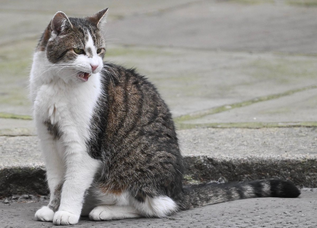 Dear Larry <a href="/Number10cat/">Larry the Cat</a> out this lunchtime looking fantastic. Tried to post earlier seems X was hit by a foreign bug !!! X is getting really bad since Musk took over time for change, but to what ?, tried Blue but even more boring.