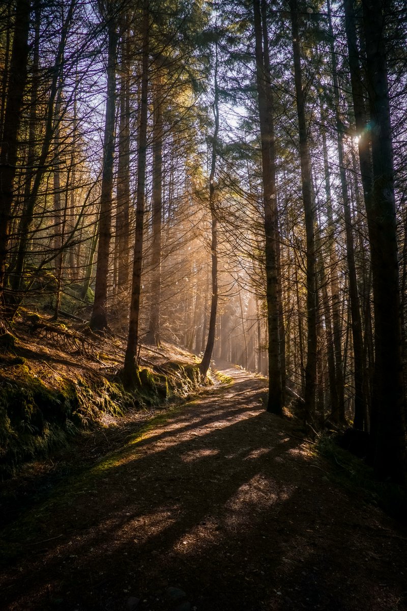 StephenAHenry's tweet image. A couple from yesterday's meander at Lochgoilhead

@KatieMagnet @WoodlandNomad 
 
#TreeClub #DukePass #Lochgoilhead #Argyll #Scotland