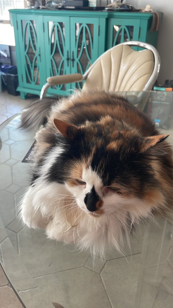 Angel_Cakes6996's tweet photo. @MiatheSnek I like kitties. I have a ragdoll calico https://t.co/5Q2i0wO5Va