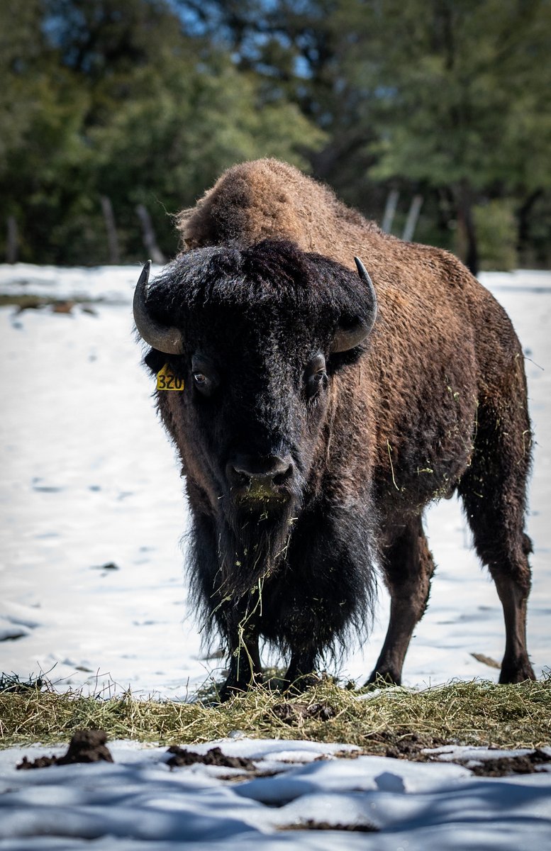 CKIVFoundation's tweet photo. Snow-covered serenity at C4 Ranch ❄️ The bison are completely unbothered by the winter weather, nothing beats the beauty of these majestic creatures! 🦬
#C4Ranch #Bison #C4Foundation #RanchAnimals #Majestic https://t.co/SoOX9zyjdZ