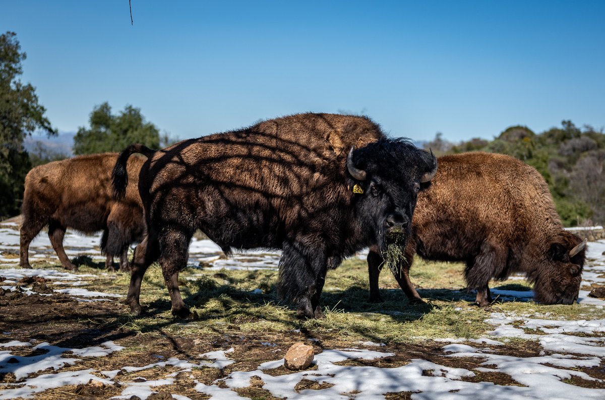CKIVFoundation's tweet photo. Snow-covered serenity at C4 Ranch ❄️ The bison are completely unbothered by the winter weather, nothing beats the beauty of these majestic creatures! 🦬
#C4Ranch #Bison #C4Foundation #RanchAnimals #Majestic https://t.co/SoOX9zyjdZ