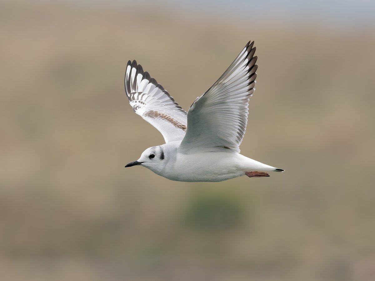 Paul Roberts tweet media