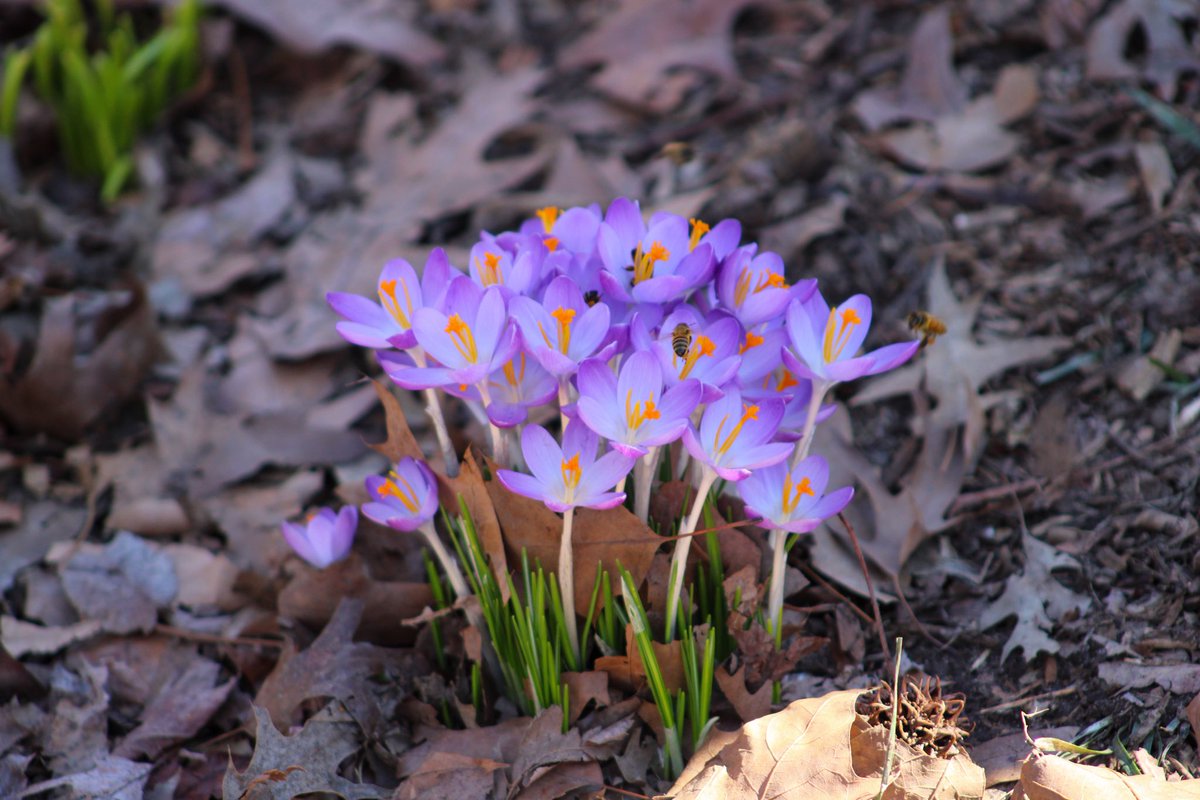 RiversideParkNY's tweet image. Riverside is filled with energy right now!

With this early spring weather and sunshine throughout the day, we’re seeing so many people, pets, and wildlife enjoy the Park. Plus, little bits of color are popping up as plants grow and blossom ☀️🌱🌼

#signsofspringnyc